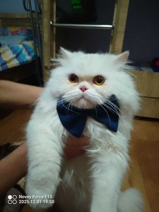 Vyazkaga. Skotish strayt