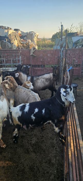 Țap de rasa bun de monta si 4 capre.bunede lapte.