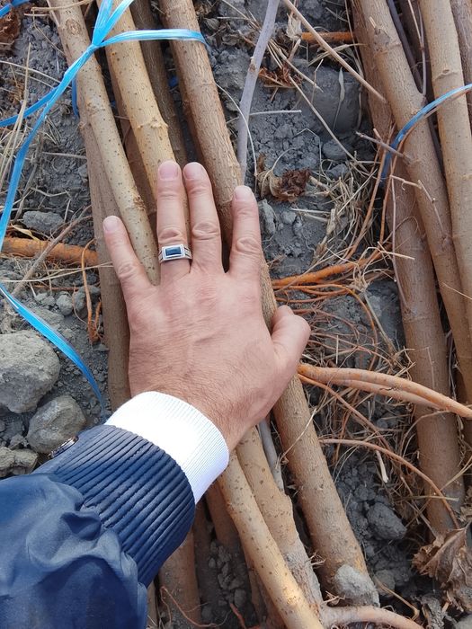 Tut va gilos nihollari sotiladi