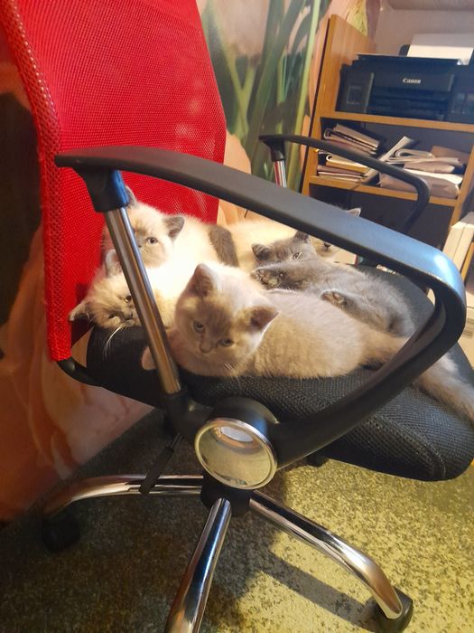 Pui British Shorthair