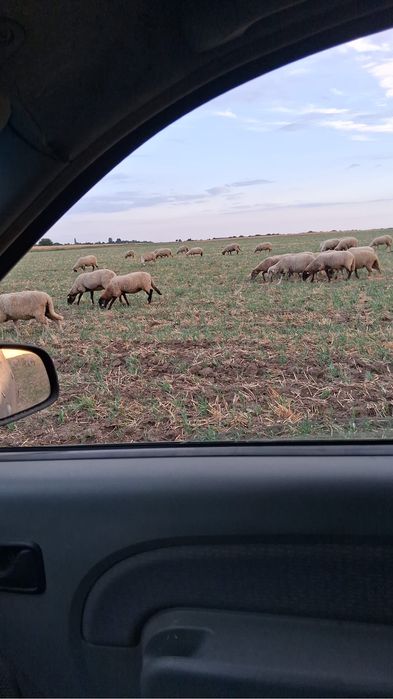 Oi de vânzare 1000 de lei bucata