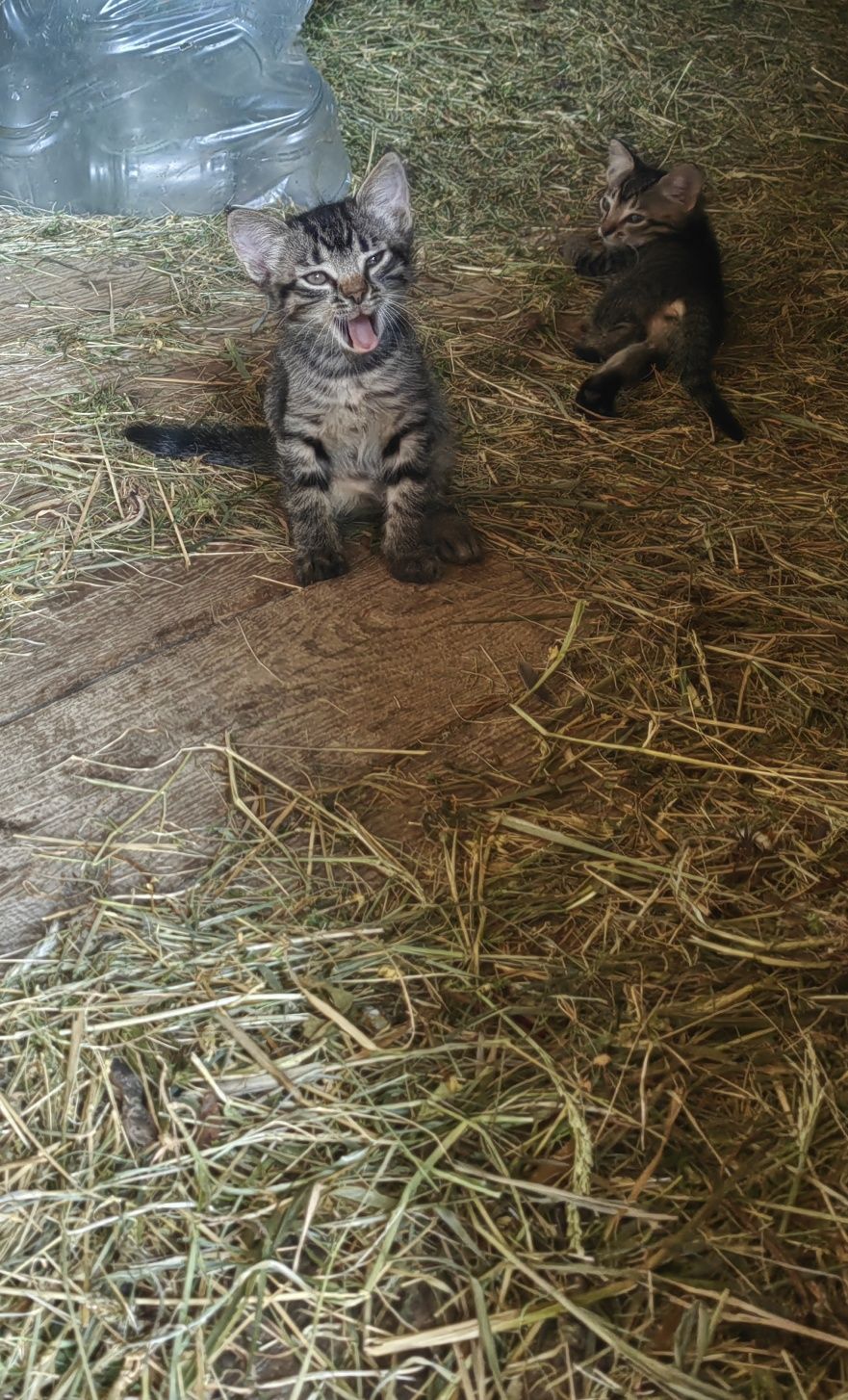 Ofer spre adopție 5 puiuți de pisica jucăuși