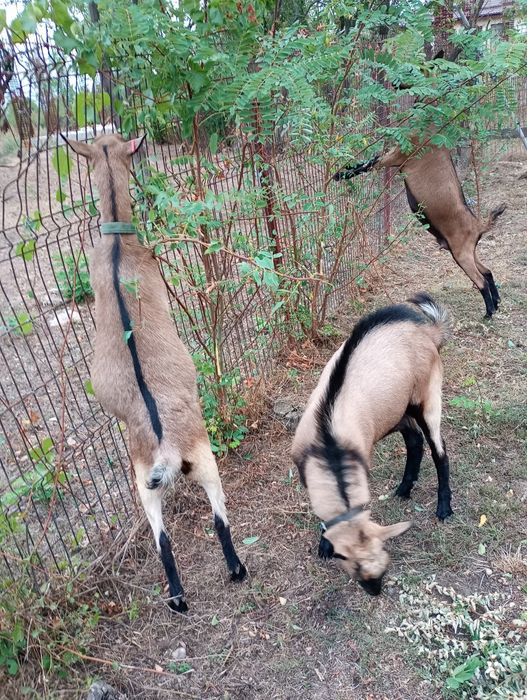 Vând capre-rasa alpin francez