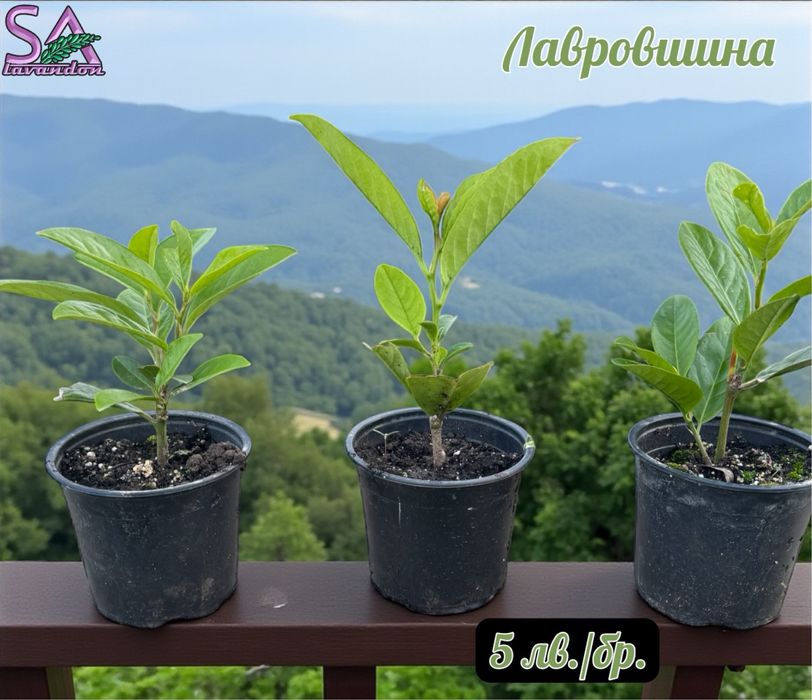 Лавровишна,Лавандула,Маслодайни рози,Мурсалски чай…