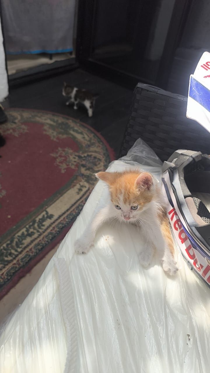 Котята ищут любящие семьи