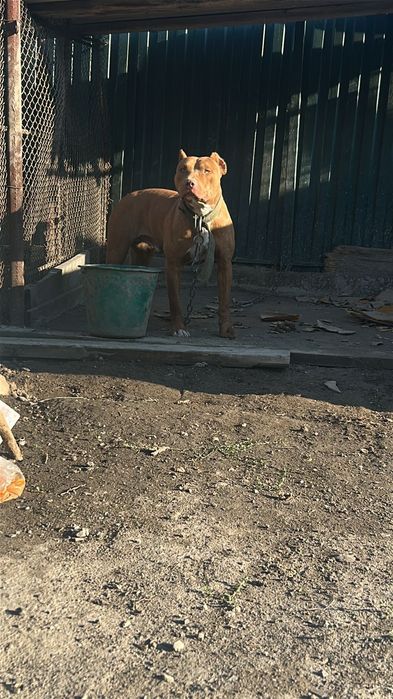 Продам питбуль кубинец полтора года