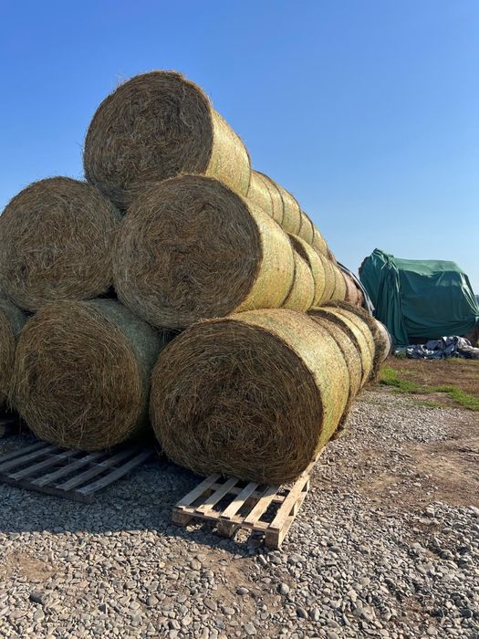 Vând baloți lucernă