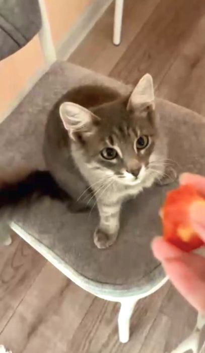 Отдаем кота подростка