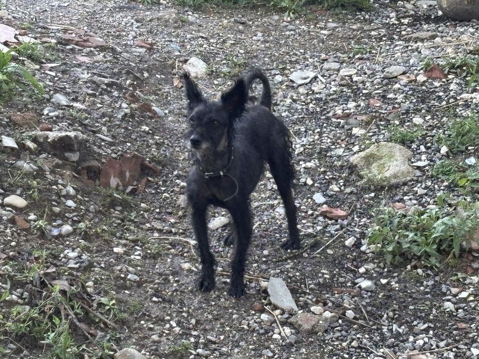 Catei de intors oile