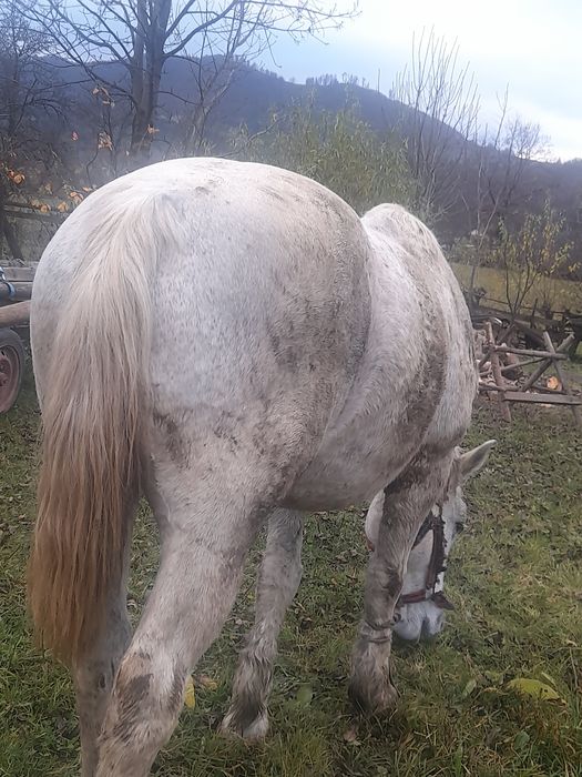 Vând  iapã de 8 ani  garantata de tras