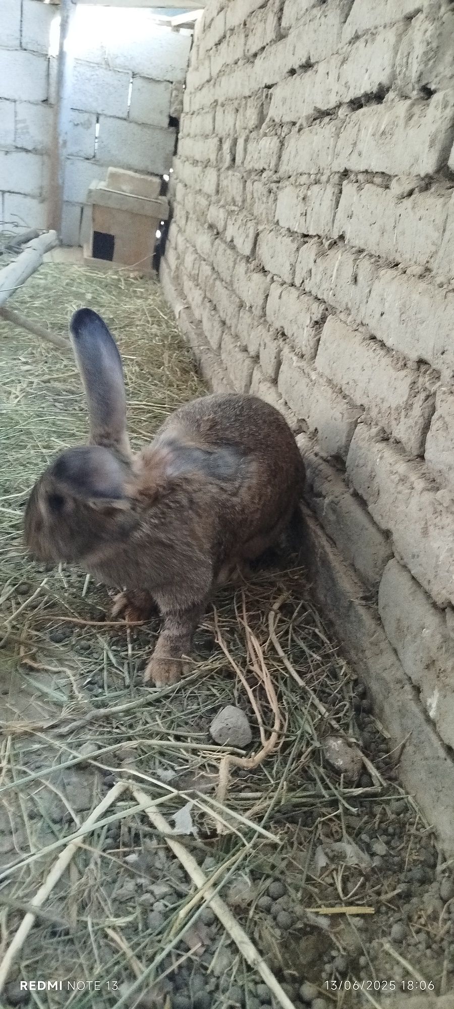 Flandr velekan quyon