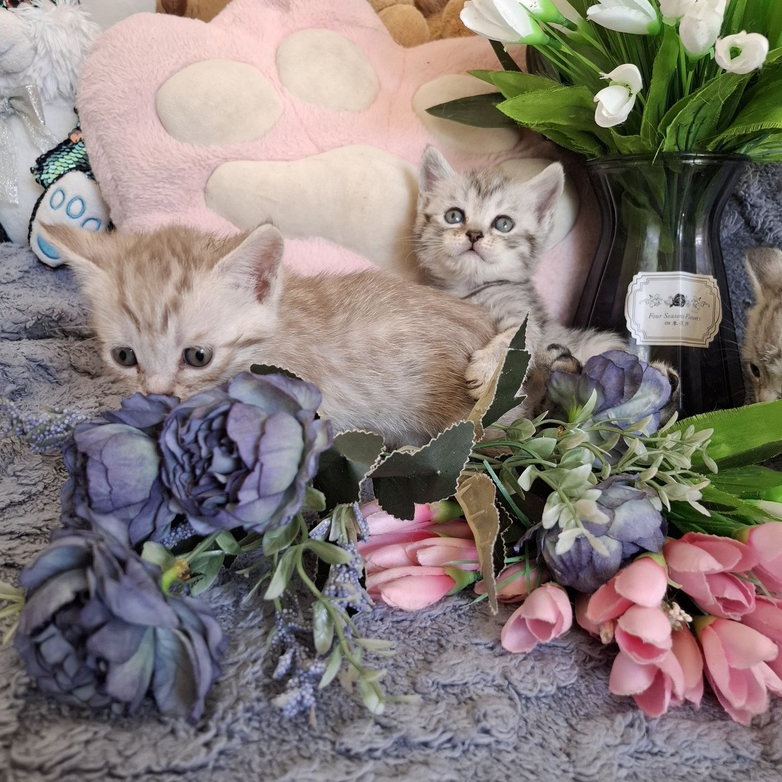 Чистокровные британские котята
