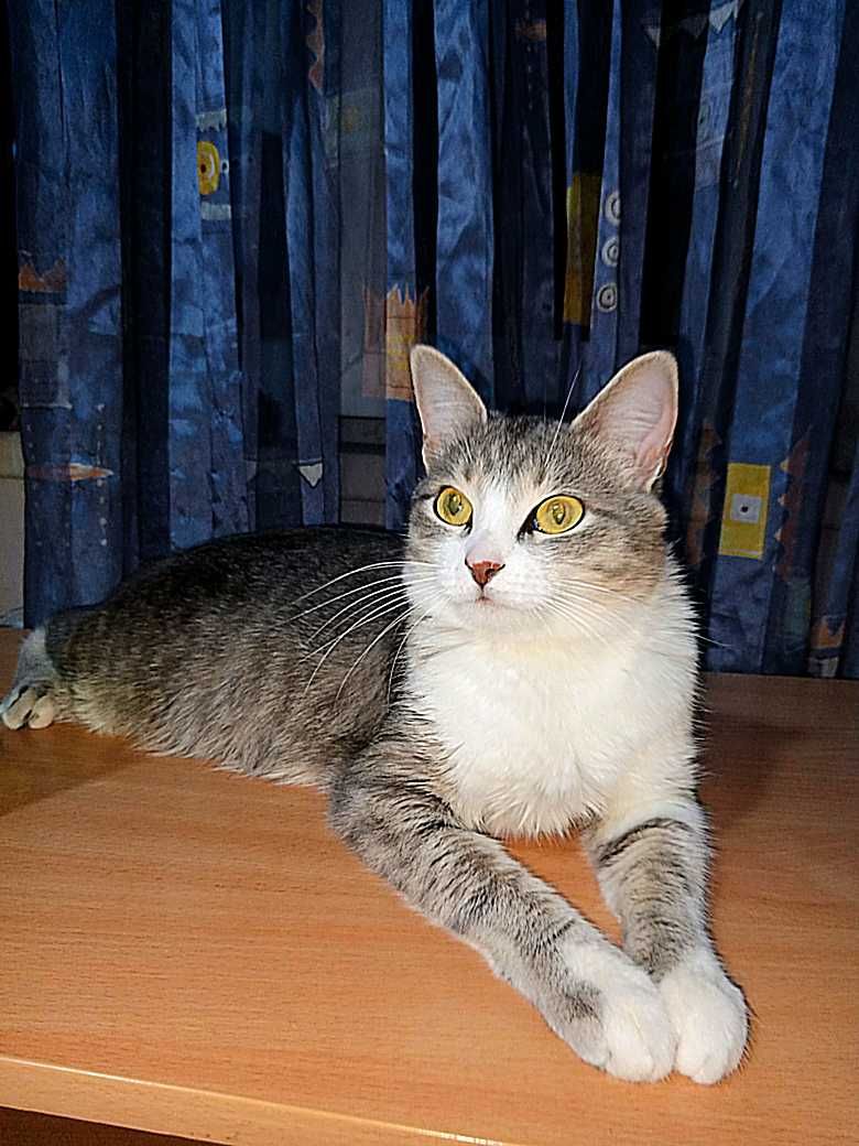 Отдам Кошку срочно