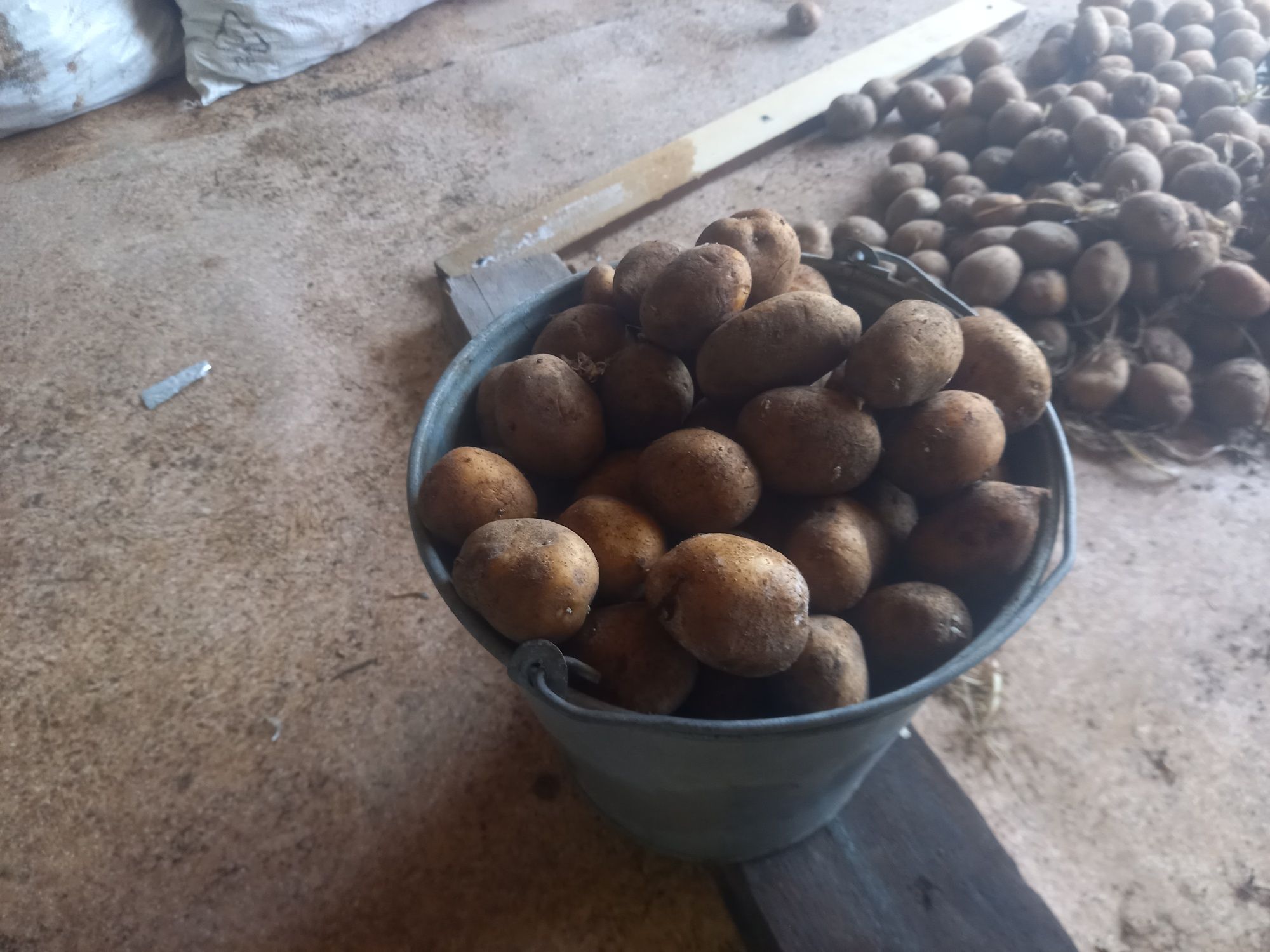 Семейная картошка  местная  армовирка ведро железное  1100 тг
