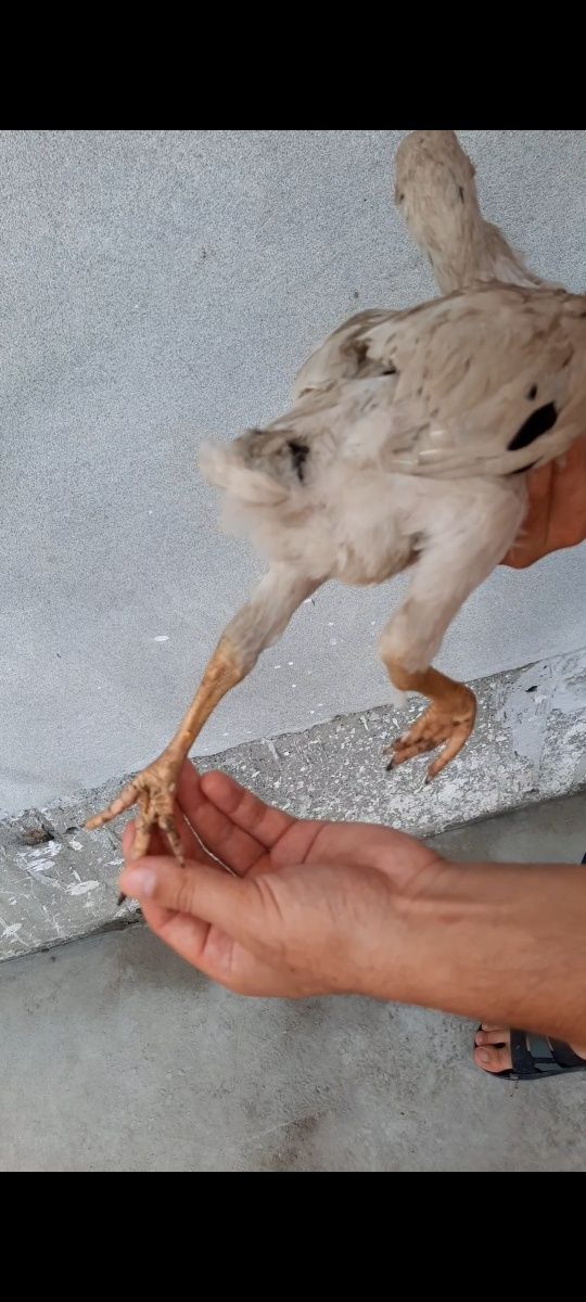 Xorozcha otiladi zoti azil