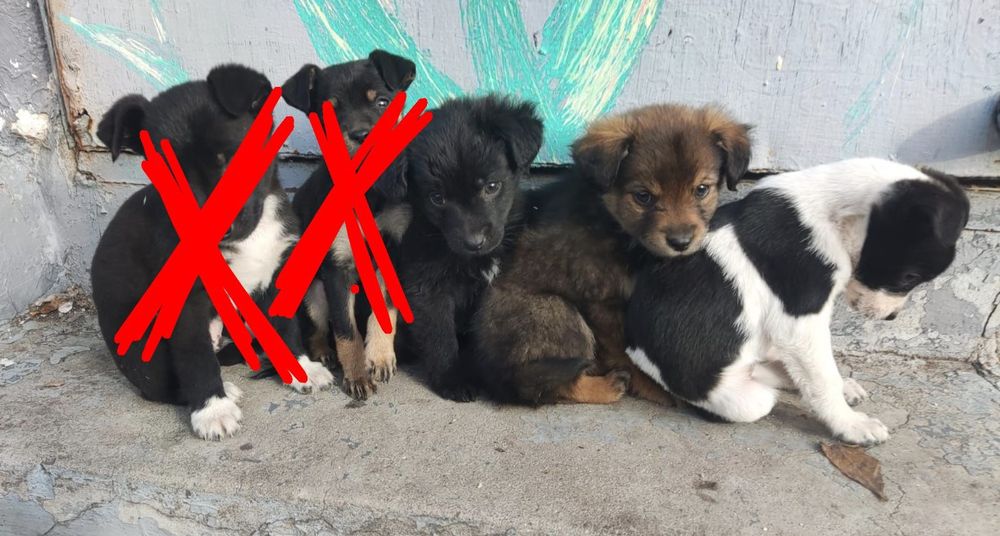 3 Сладури Търсят Дом!