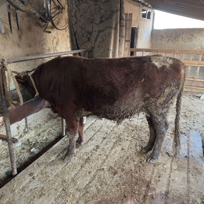 Бұқалар сатылады