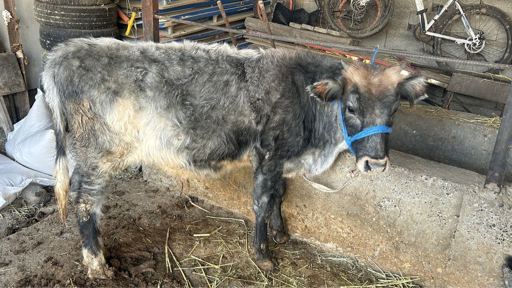 Бұзаулар сатылады