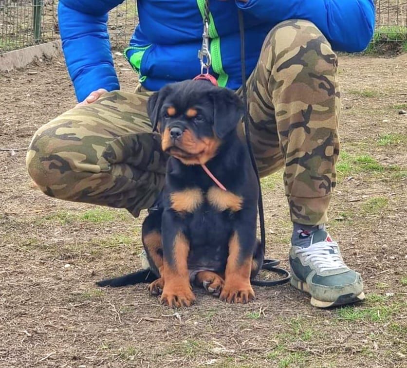 Vand pui Rottweiler cu pedigree