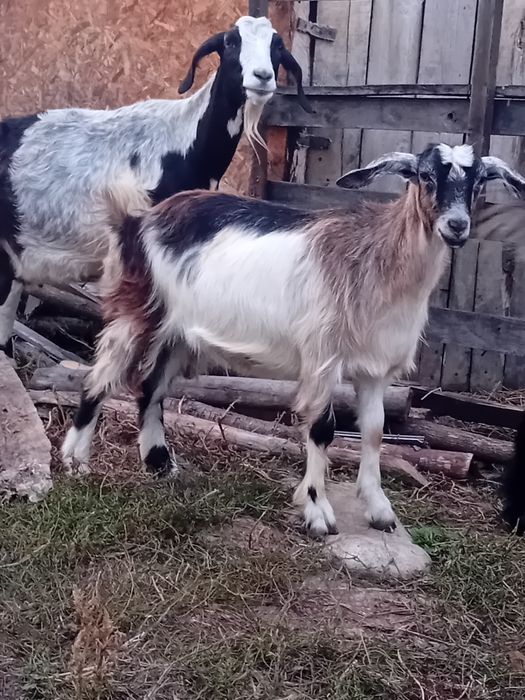 Vând iezi de sacrificiu sau de ținut