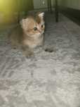 Golden shinshilla fold