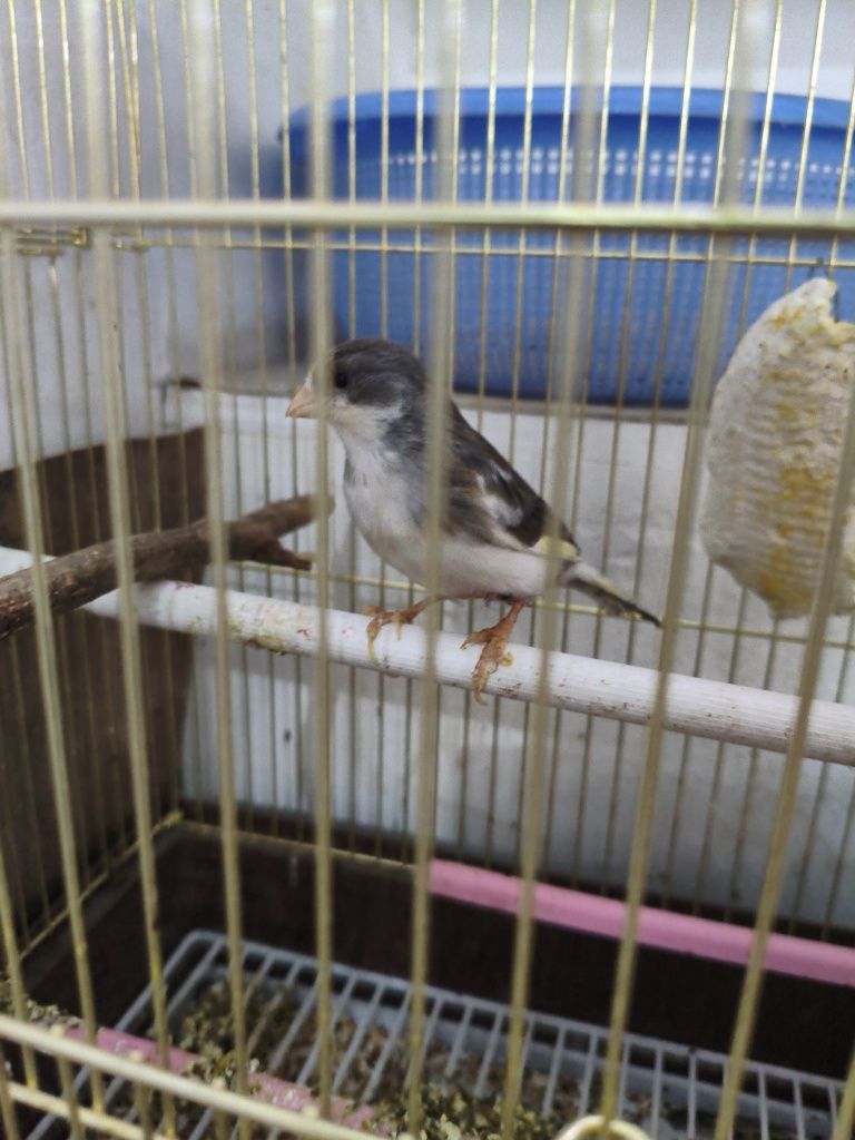 Kanareyka 2.5 yosh shovqinda toʻxtamay sayraydi