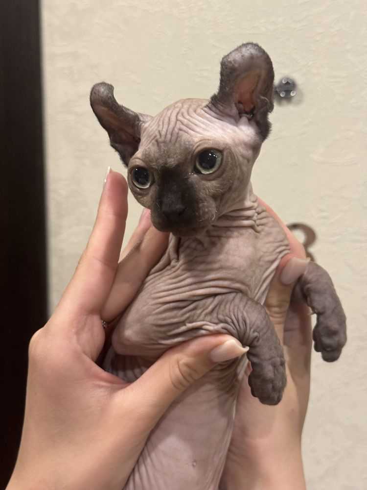 Котенок Эльф девочка