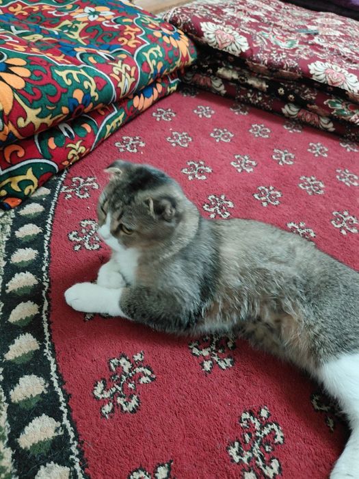 Кошка 6 месяц скоттиш фолд малчик
