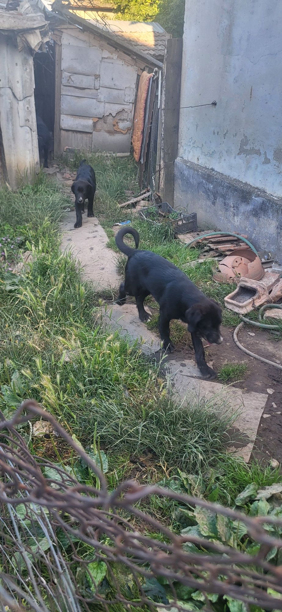 Căței caini labrador