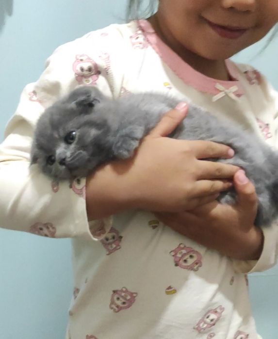 Продается котенок девочка скоттиш фолд!