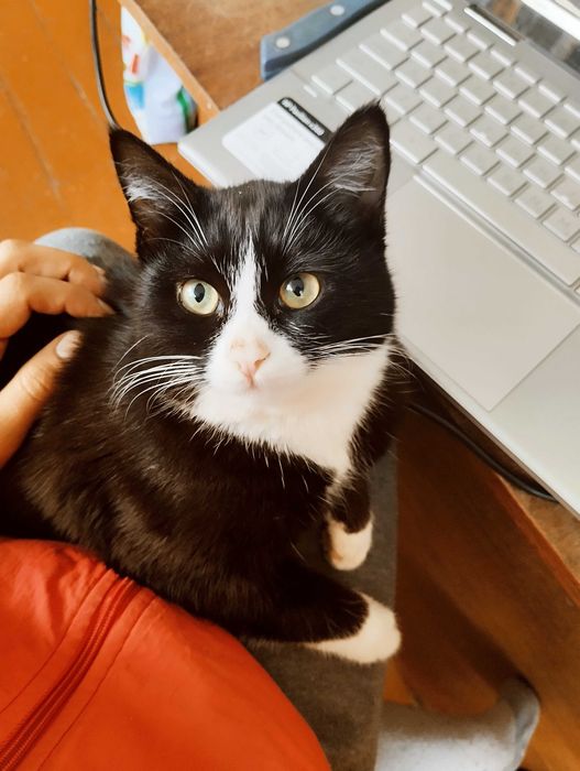 Смышленная кошечка биколорная, чёрно-белая , в добрые ручки