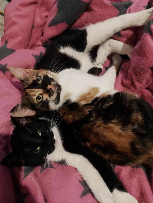 Donez pisici foarte iubitoare