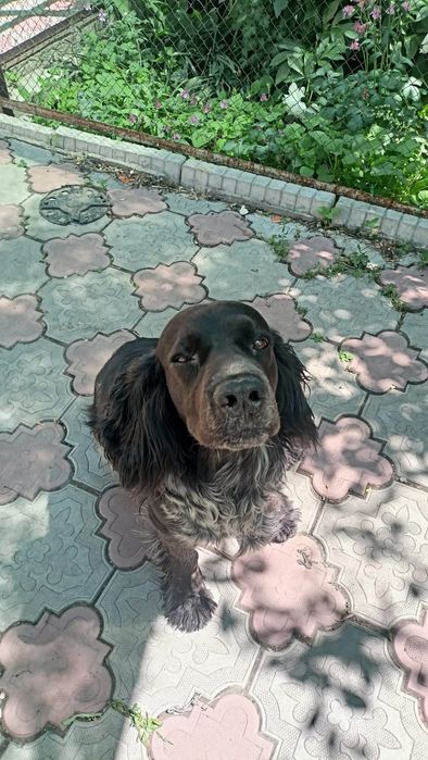 Продам Русского спаниеля