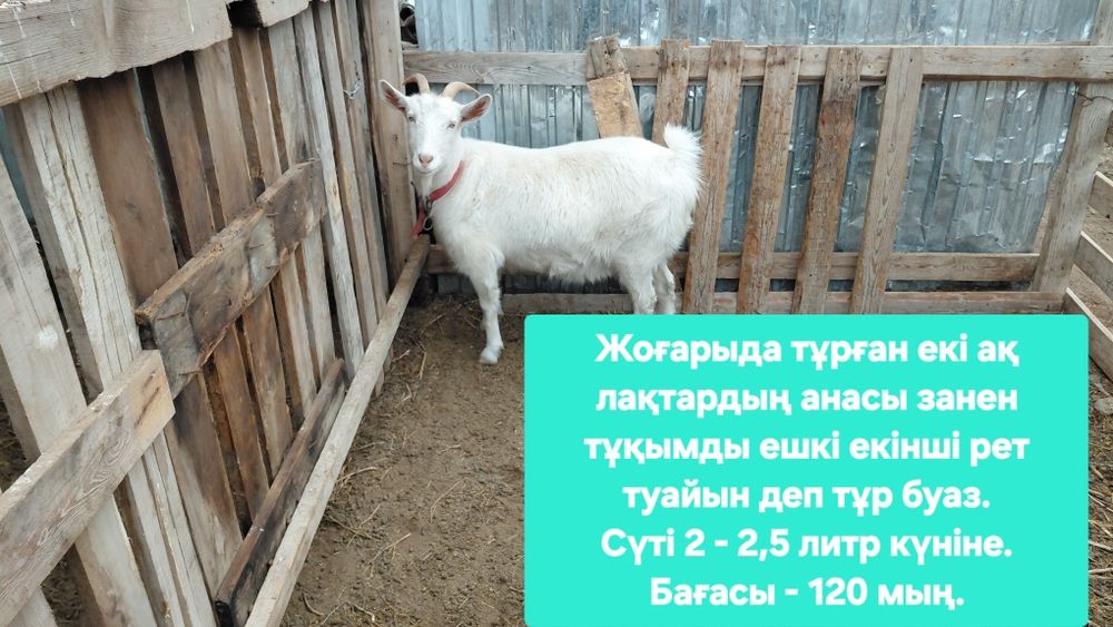 Сүтті ешкілер сатылады.