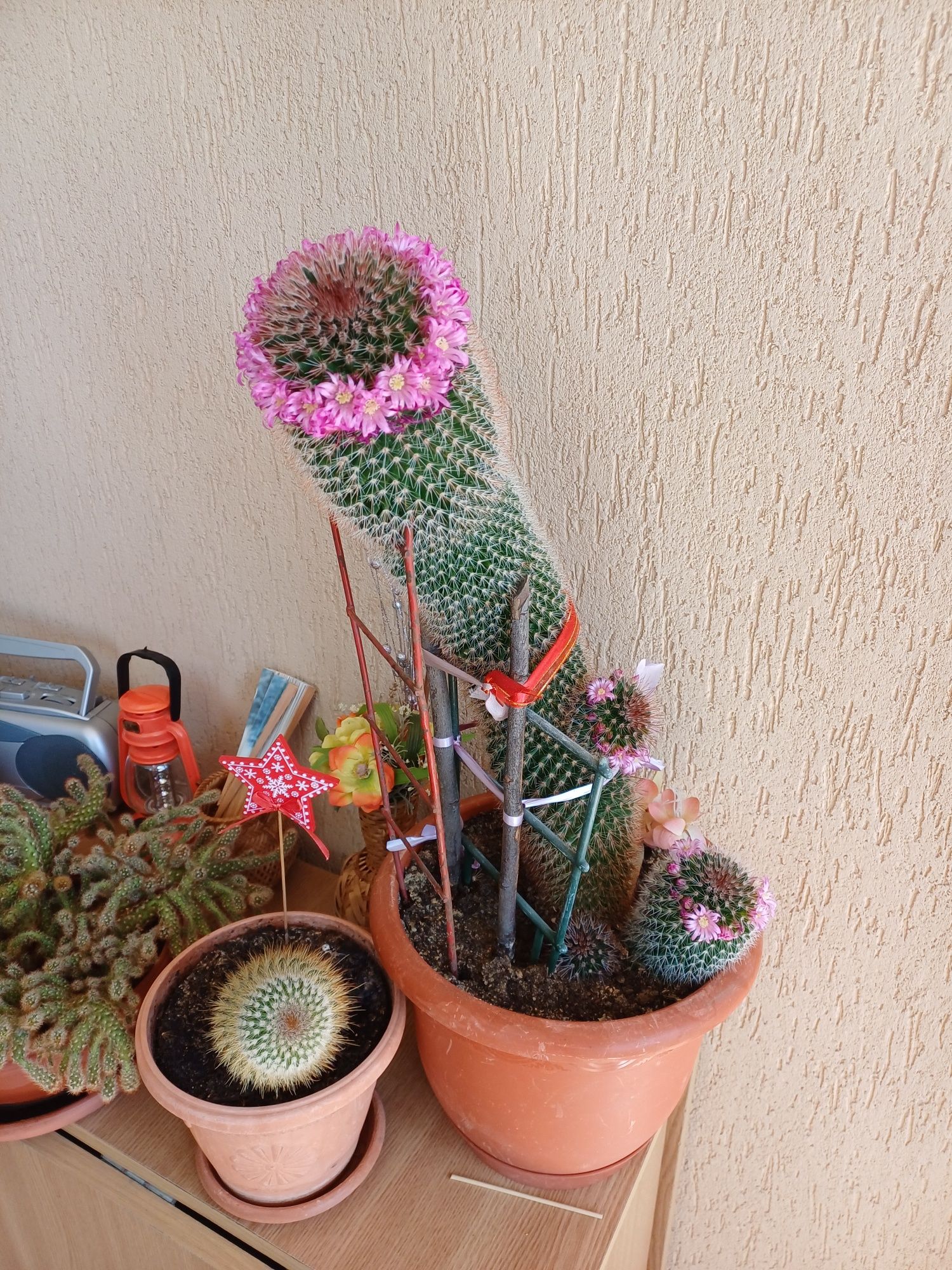 Vand cactus înflorit