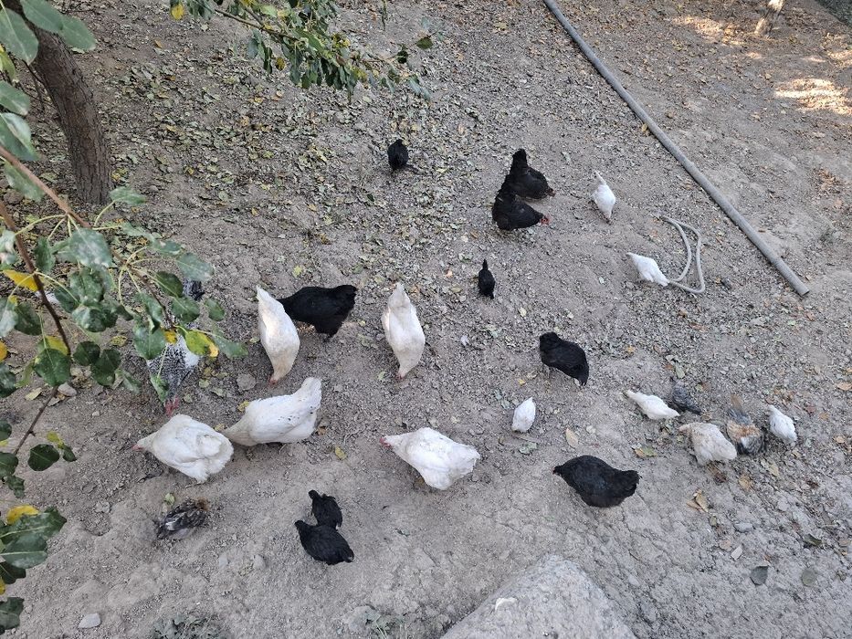 Tovuq va jo‘jala sotiladi 10 ta tovug 18 joja 2 xo‘roz