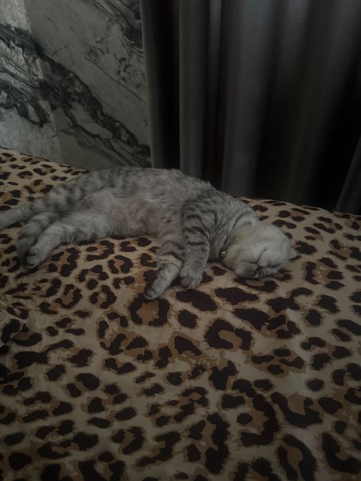 продом кошку скотиш фолд