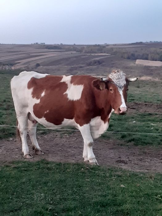 Vaca Red de vânzare.