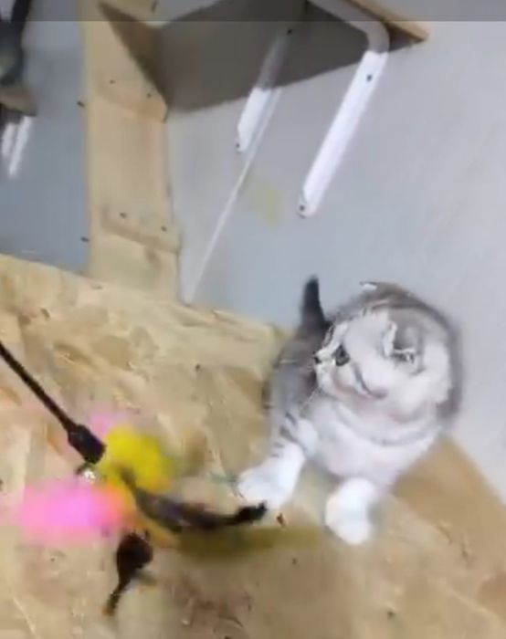 Scottish fold fata chinchilla