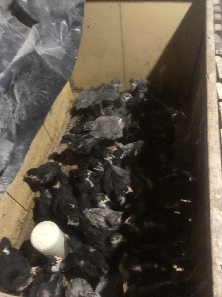 Pui australorp  negru si albastru