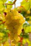 Struguri de vin, diverse soiuri
