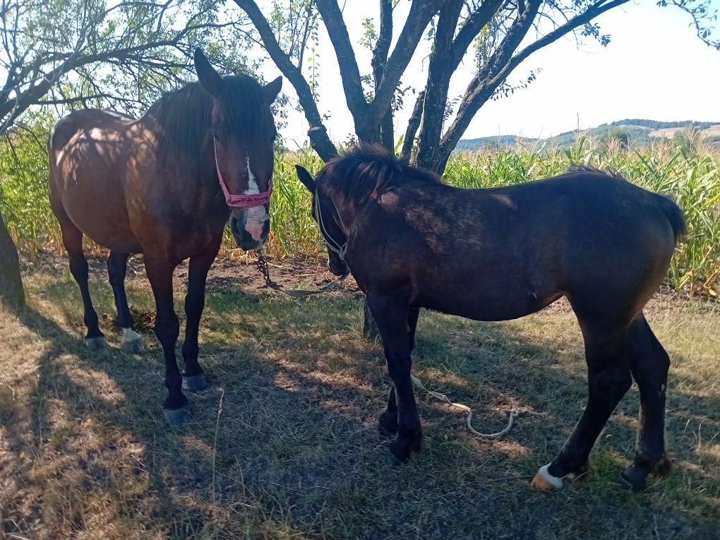 Iapa de vânzare cu manza.