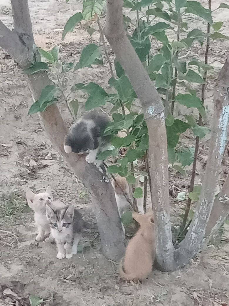 Марғаулар, Котята.