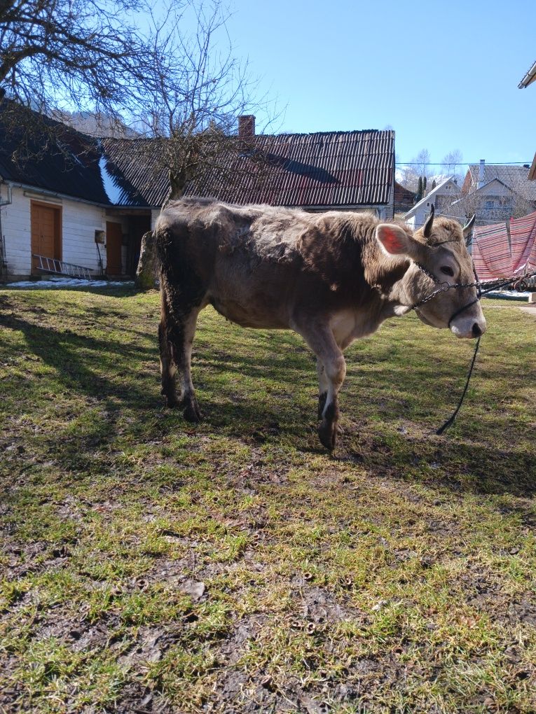 Brună de maramures