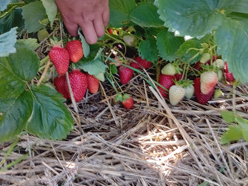 Продавам Уникален Разсад Ягоди и Малини