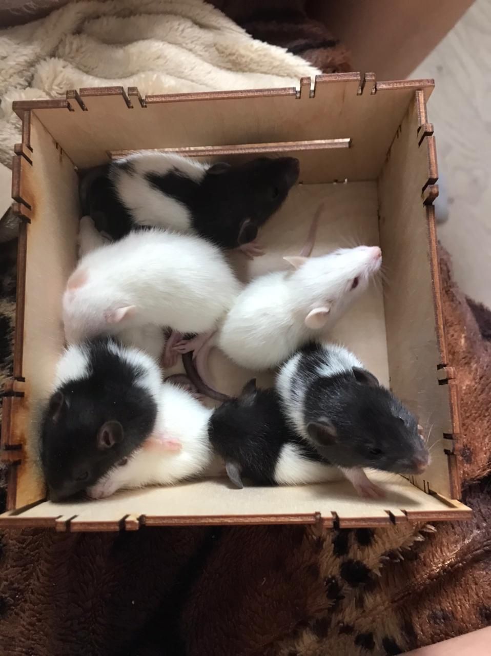 Крысы домашние 500 тг