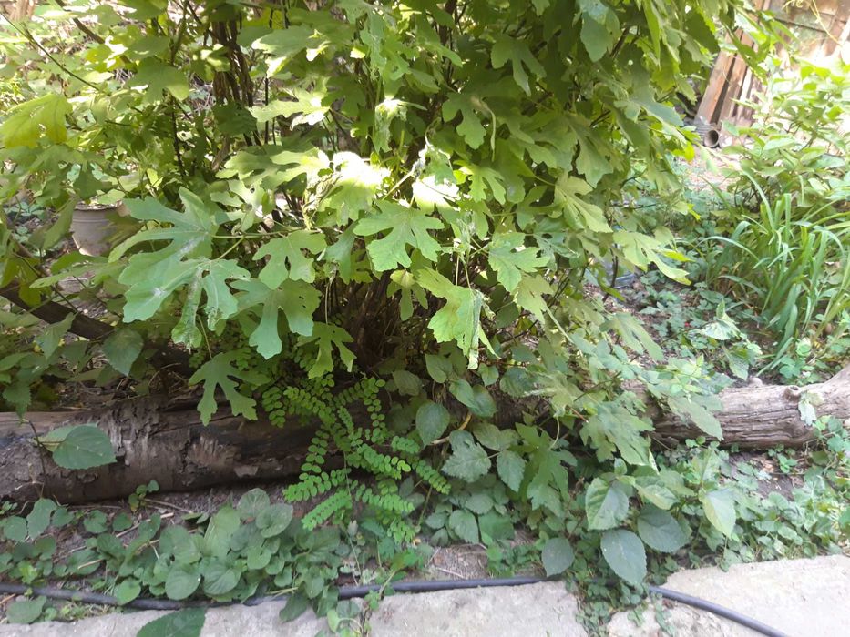 Продаются дрова черешня,урюк