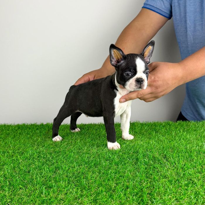 Pui Boston Terrier cu pedigree caută familie iubitoare