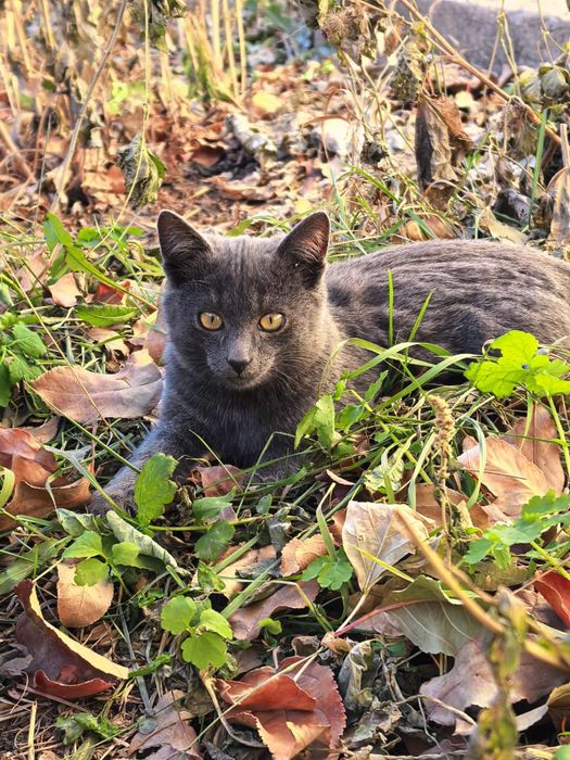Дарю котёнка в заботливые руки