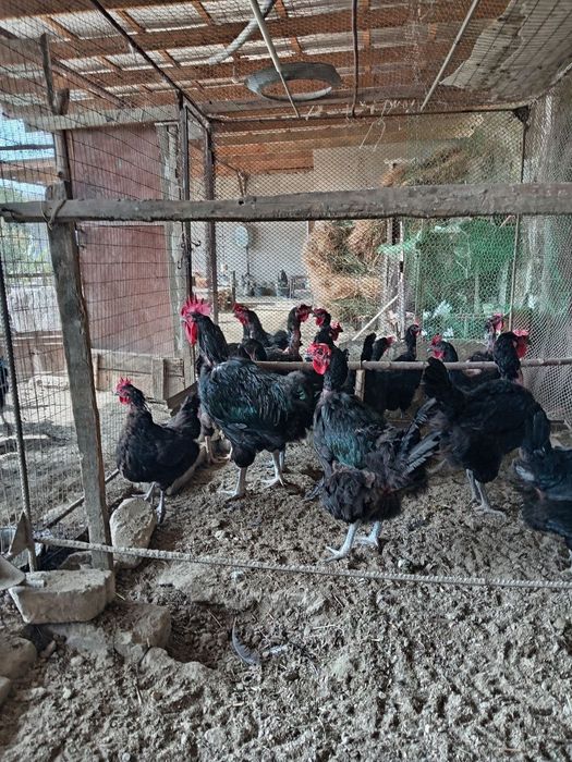 Жуда катта товук ва хурозлар жерси ва кора шахзодалар сотилади